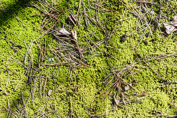 Fresh green moss
