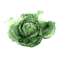 Fototapeta premium Savoy cabbage. Food illustration watercolor. Isolated on a white background. vector
