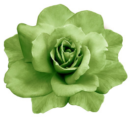 flower isolated green rose on a white  background. Closeup. Element of design. Nature.