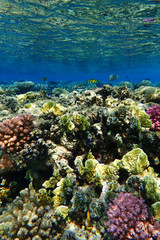 coral reef in Egypt