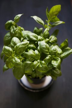 Close up of basil in flowerpot