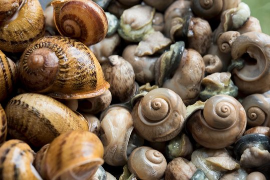 Edible snails, some without shells
