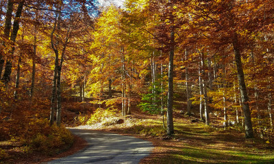 Strada di montagna nella foresta incantata in autunno