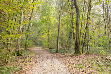 Fototapeta na wymiar Autumn woods landscape in La Fagiana, Parco Ticino, Magenta, Italy.