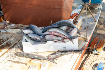 fishermen with fresh fish on the beach