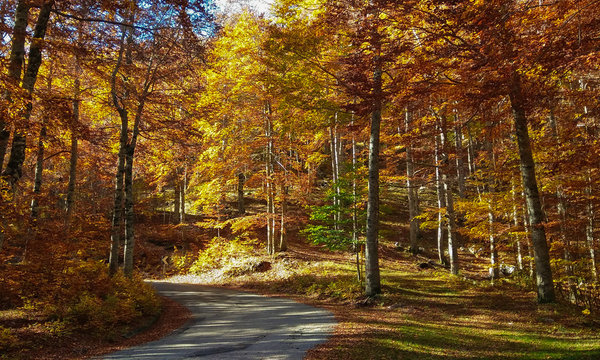 Strada di montagna nella foresta incantata in autunno