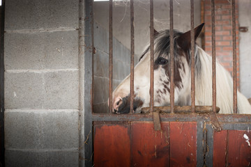 Horse looking through the bars of the stable door.