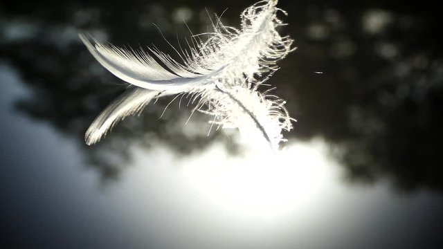 The bird's feather fell on the water surface. Lightness and tenderness of the fall.
