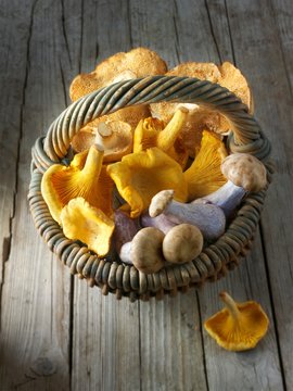 Freshly picked chanterelle mushrooms, hedgehog mushrooms and Pied Bleu mushrooms in a basket