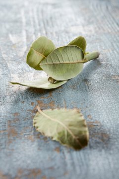 Dried bay leaves on a blue wooden background
