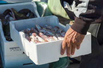 fishermen with fresh fish on the beach