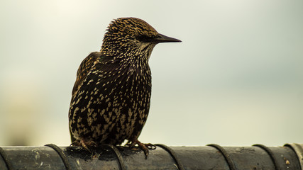 close up photograph of European Starling