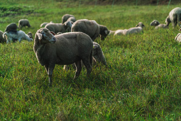Schafe auf der Weide
