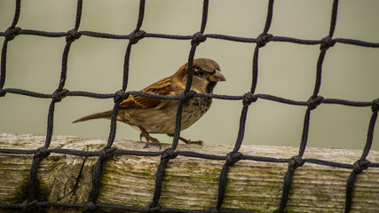 Close up photograph of a sparrow, small passerine bird, through a netting for textured background 