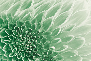 Floral white-green background. Flowers  dahlias close-up.  Flowers composition. Nature.