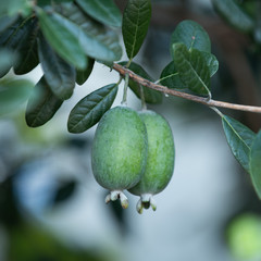 フフェイジョアの果実