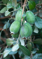 フェイジョアの果実