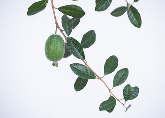 フェイジョアの果実