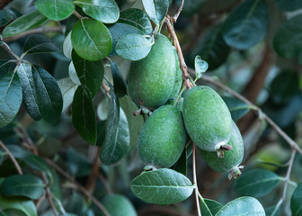 フェイジョアの果実