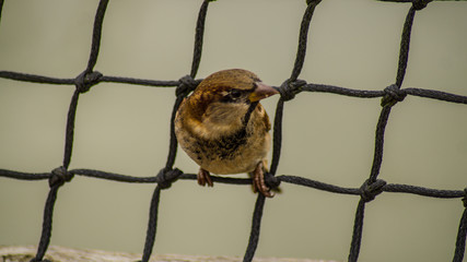 Close up photograph of a sparrow, small passerine bird, through a netting for textured background 