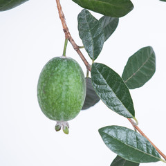 フェイジョアの果実