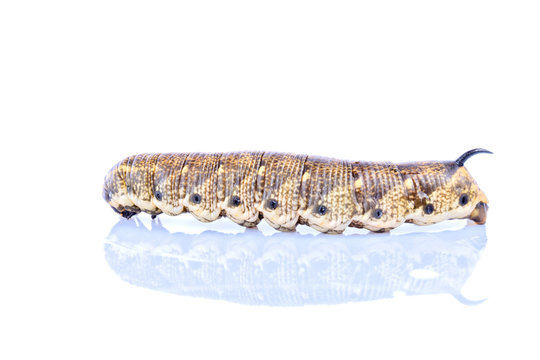 A caterpillar of the species Agrius convolvuli isolated