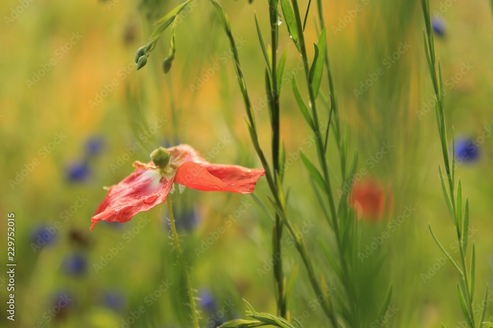 Wall mural red flower on background of green grass