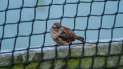 Close up photograph of a sparrow, small passerine bird, through a netting for textured background 