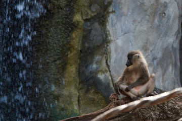 Baboon sits on a waterfall