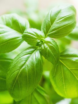 Basil (close-up)