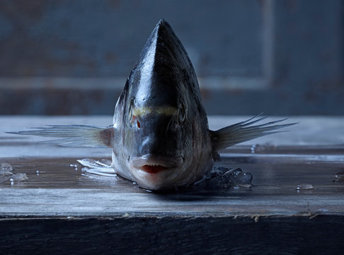 Dorade frontal Stillleben