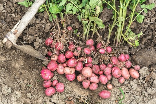 Fresh organic young red potatoes on the field