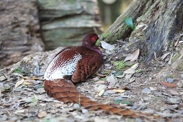 Copper Pheasant (Syrmaticus soemmerringii  ijimae) male in South Kyushu, Japan