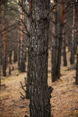 Beautiful forest in the southern Urals, in a pine grove