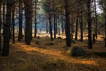 Scenic forest of fresh green deciduous trees framed by leaves, with the sun casting its warm rays through the foliage