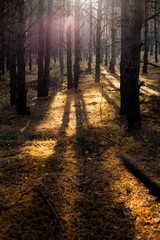 Obraz premium The bright sun rays shining through branches of trees, wood landscape