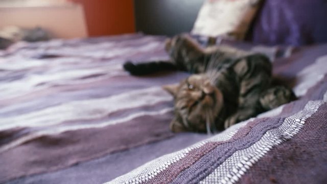 Sleepy cat on bed with big yawn in slow motion 4K. Handheld dolly slide with cat paws in focus and refocus to head while yawning. Cat stretched out lying on the bed.