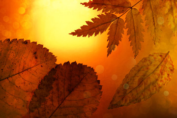 autumn background yellow orange leaves festive bokeh