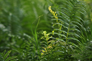 Beautiful ferns leaves green foliage natural floral fern background in sunlight.