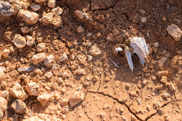 A lifeless land, craquelure