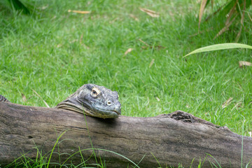 DRAGON3