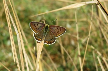 Beautiful polyommatus agestis butterfly on grass in autumn garden, closeup 