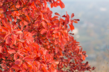Red and Orange Autumn Leaves Background