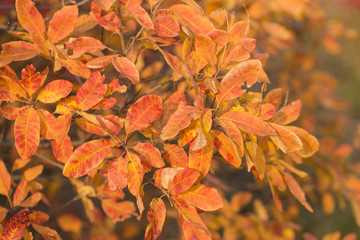 Red and Orange Autumn Leaves Background