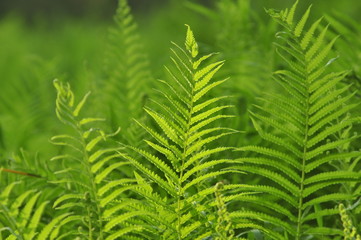 Beautiful ferns leaves green foliage natural floral fern background in sunlight.