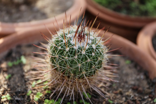 Pianta grassa