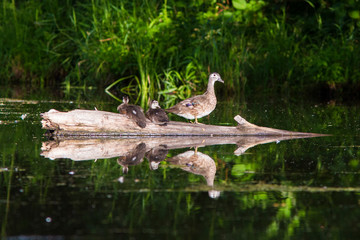 Wood duck babies in summer