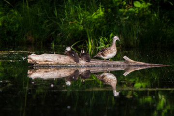 Wood duck babies in summer