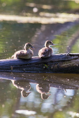 Wood duck babies in summer