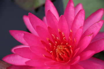 Lotus pink flower blossom flower bright and beautiful in nature background